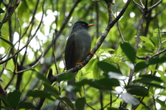 Hypsipetes borbonicus