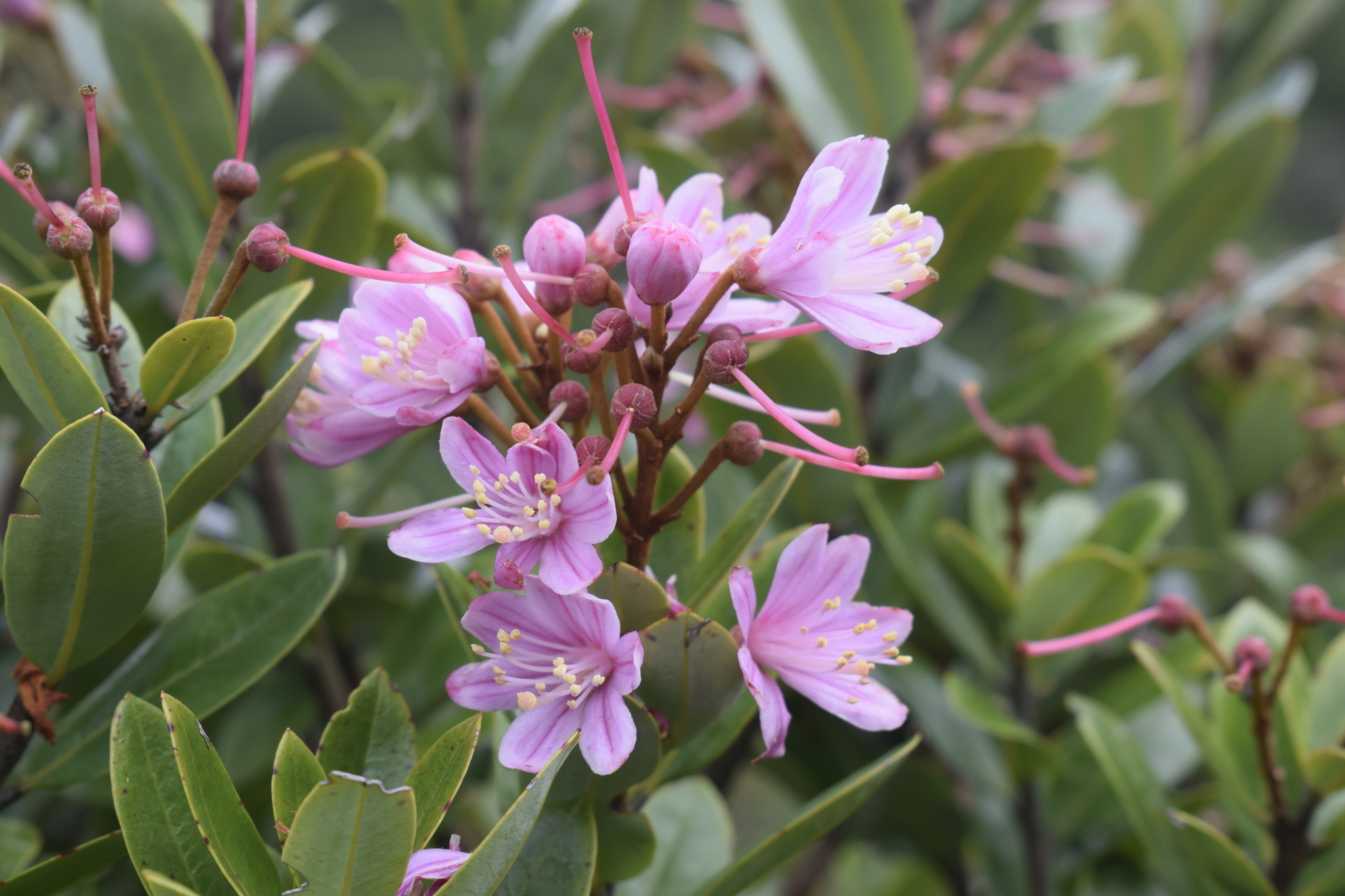 Bejaria image