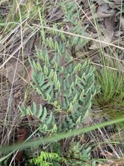 Cheilanthes viridis viridis