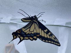 Papilio zelicaon