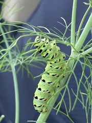 Papilio zelicaon