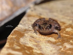 Microhyla nepenthicola