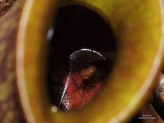 Microhyla nepenthicola