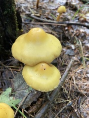 Entoloma luteum