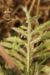 Podosphaera senecionis