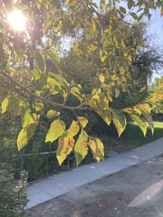 Ulmus pumila