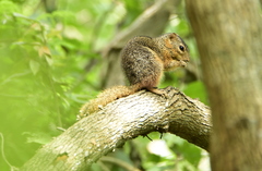 Notocitellus annulatus