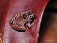 Microhyla nepenthicola