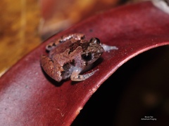 Microhyla nepenthicola