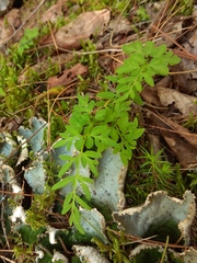 Cryptogramma stelleri image