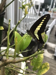 Graphium sarpedon nipponum