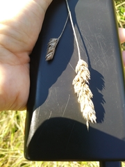 Phalaris caroliniana