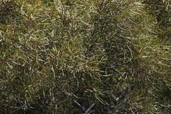 Euclea linearis