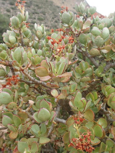 Crassula ovata