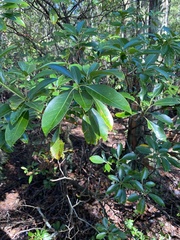 Mycosphaerella colorata