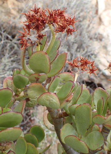 Crassula ovata