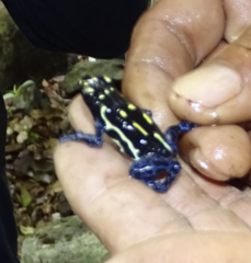 Dendrobates tinctorius