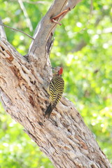 Melanerpes striatus