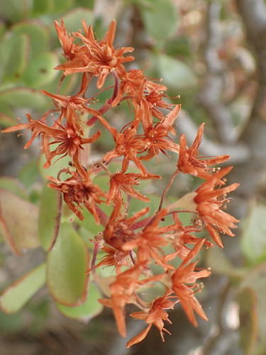 Crassula ovata