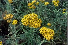 Achillea micrantha