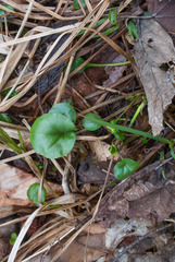Cardamine bulbosa