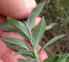 Senecio lineatus