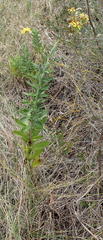 Senecio lineatus