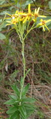 Senecio lineatus
