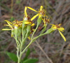 Senecio lineatus