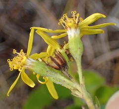 Senecio lineatus
