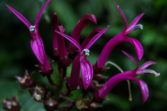 Image of Lobelia guatemalensis