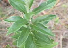 Senecio lineatus