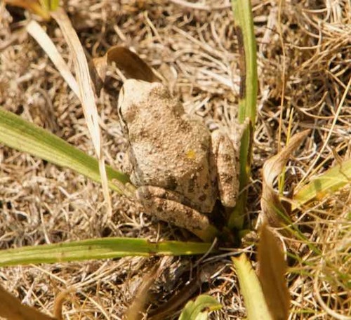 iNaturalist observation photo of Pacific chorus frog