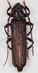 Xystrocera nigrita
