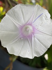 Image of Ipomoea purpurea