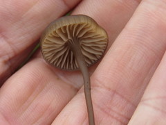 Tephrocybe