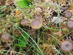 Tephrocybe