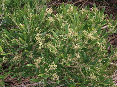Olea exasperata