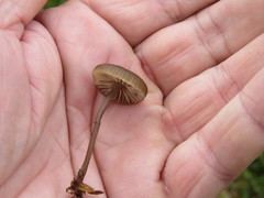 Tephrocybe