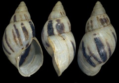 Drymaeus currais