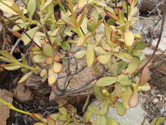 Crassula cultrata