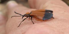 Lycus integripennis