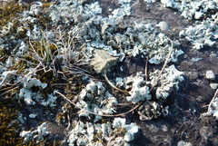 Xanthoparmelia scabrosa