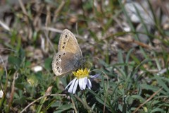 Coenonympha amaryllis