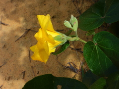 Hibiscus tiliaceus pernambucensis