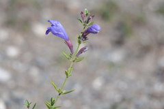 Dracocephalum peregrinum