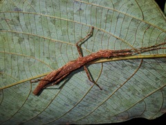 Asceles tanarata amplior