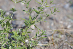 Dracocephalum peregrinum