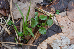 Cardamine bulbosa