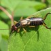 Common Earwigs - Photo (c) Gilles Gonthier, some rights reserved (CC BY)
